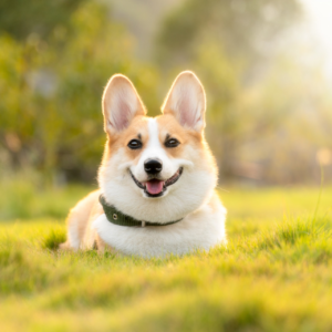 Celebrate Financial Service Pet Insurance